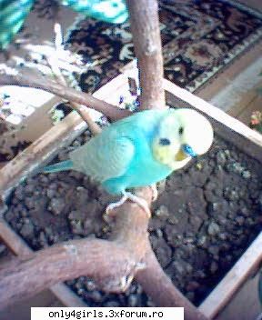 Simpaticele noastre animale - Animalele noastre!Cele mai simpatice din lume - Animalele noastre```