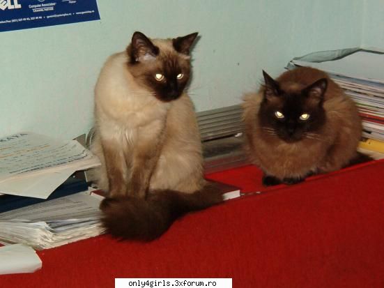 Simpaticele noastre animale - uite o poza cu doua din pisicile mele alice si - Animalele noastre```